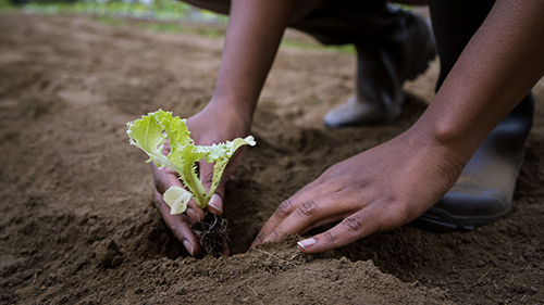 Biosolids and Food Waste